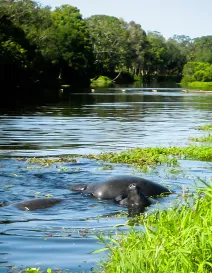 Manatees Mating on Phillippi Creek by Liz Sandburg